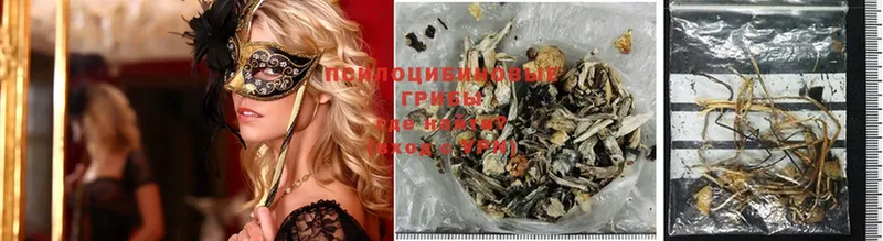 Галлюциногенные грибы Psilocybe  как найти наркотики  Костерёво 